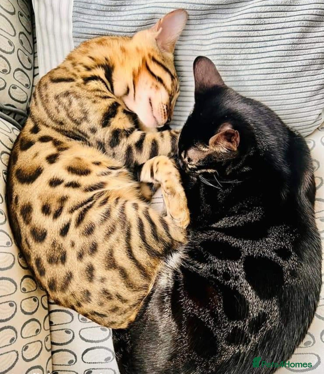 Bengal cats for sale: Bengal Kittens Tica Registered  - Image 36