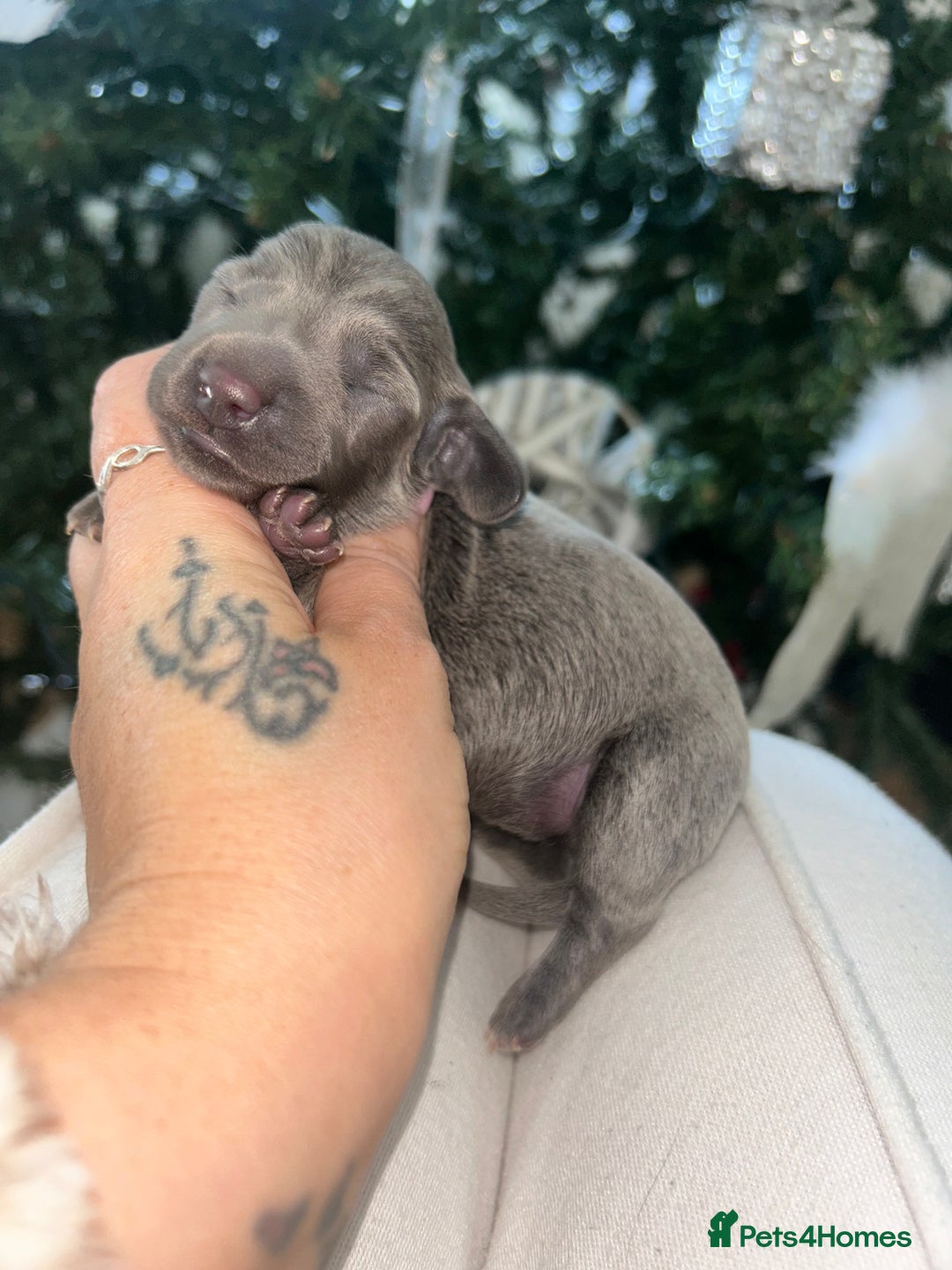 Miniature Dachshund dogs for sale: Tiny Kaninchen dachshunds  - Advert 6