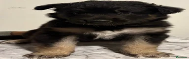 Mixed Breed 5