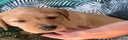 Labrador Retriever dogs for sale: Labrador Puppy - Golden Female - Advert 4