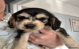 Cocker Spaniel dogs for sale: Stunning litter of Show Cocker Spaniel Puppies - Image 5