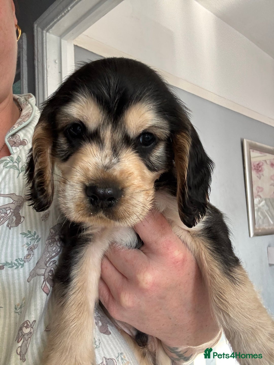 Cocker Spaniel dogs for sale: Stunning litter of Show Cocker Spaniel Puppies - Image 5