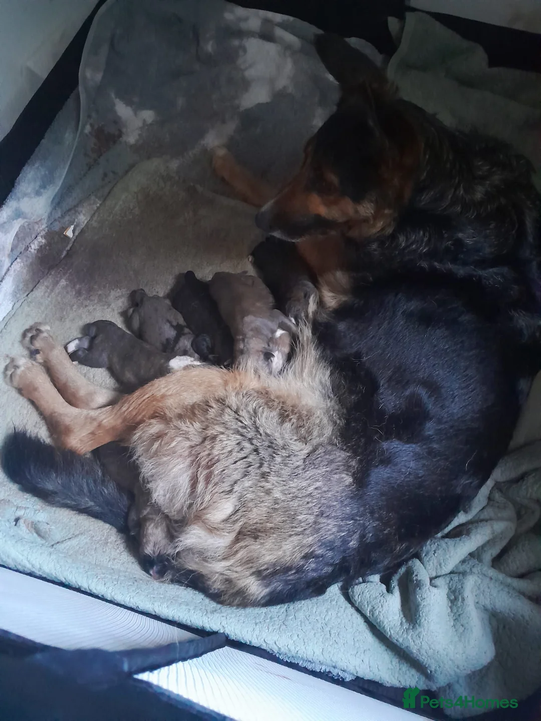Mixed Breed dogs for sale: Corso x German Shepherd puppies in Glasgow - Advert 7
