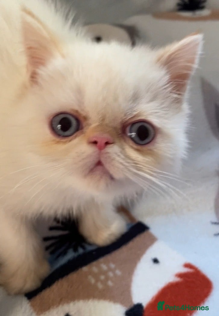 Exotic cats GCCF Registered Colour Point Kittens £950 - Advert 15