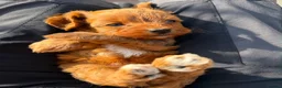 Cavapoo dogs for sale: Fox Red F1 Cavapoo’s - Advert 20
