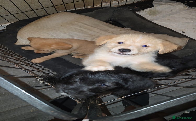 Mixed Breed dogs - Advert 1