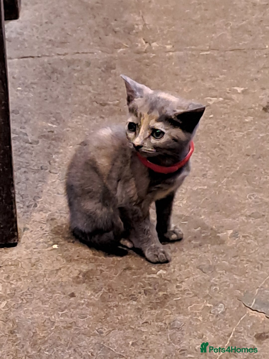 Mixed Breed cats for sale: Gorgeous Kittens - Image 13
