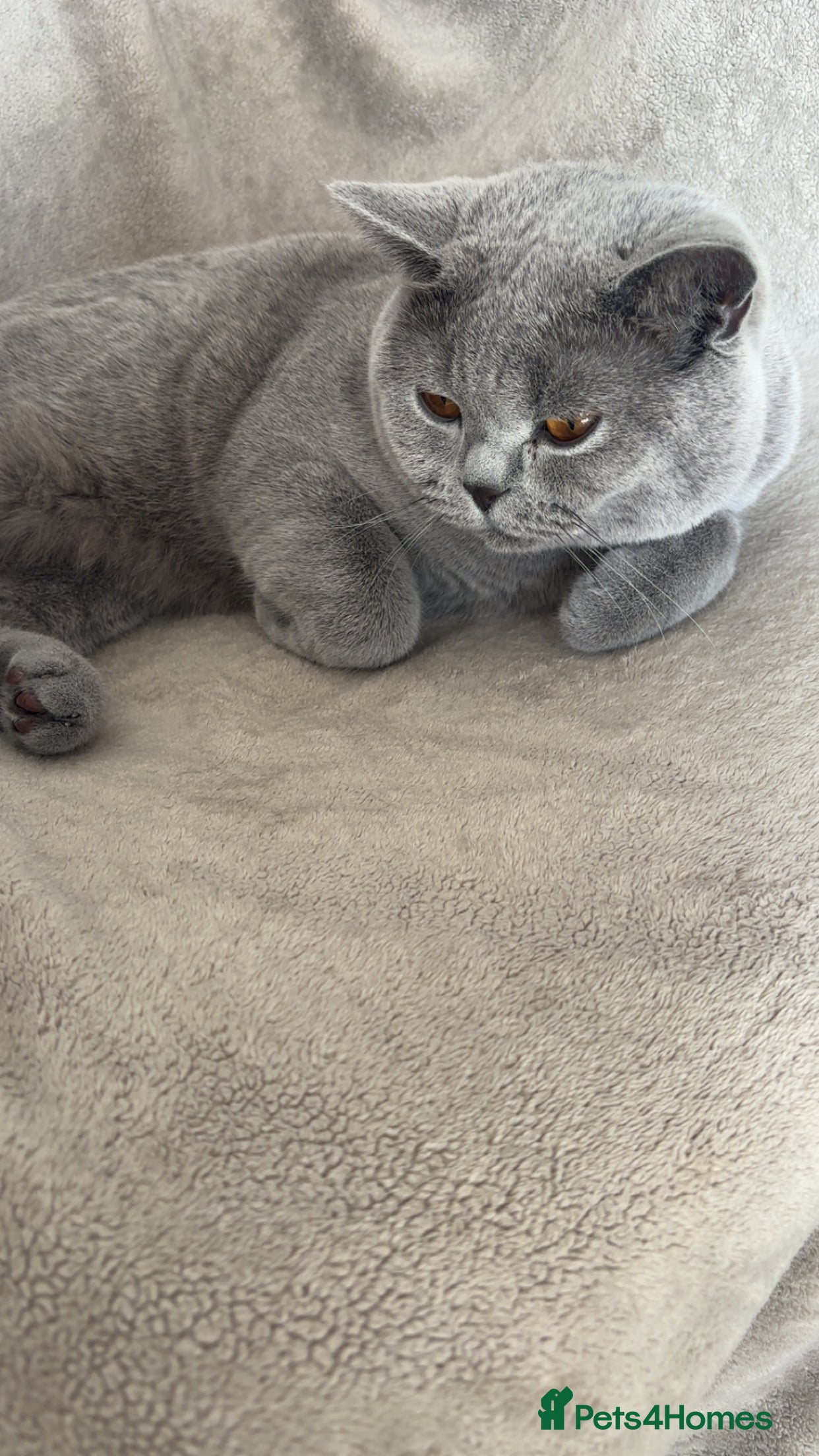 British Shorthair cats British shorthair  - Advert 1