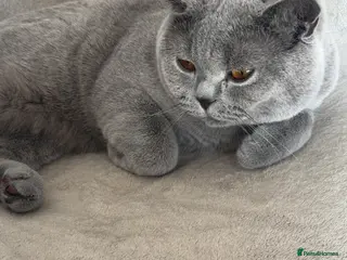 British Shorthair cats British shorthair - Advert 2