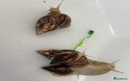 Snails invertebrates for sale: Giant African land snails  - Image 2