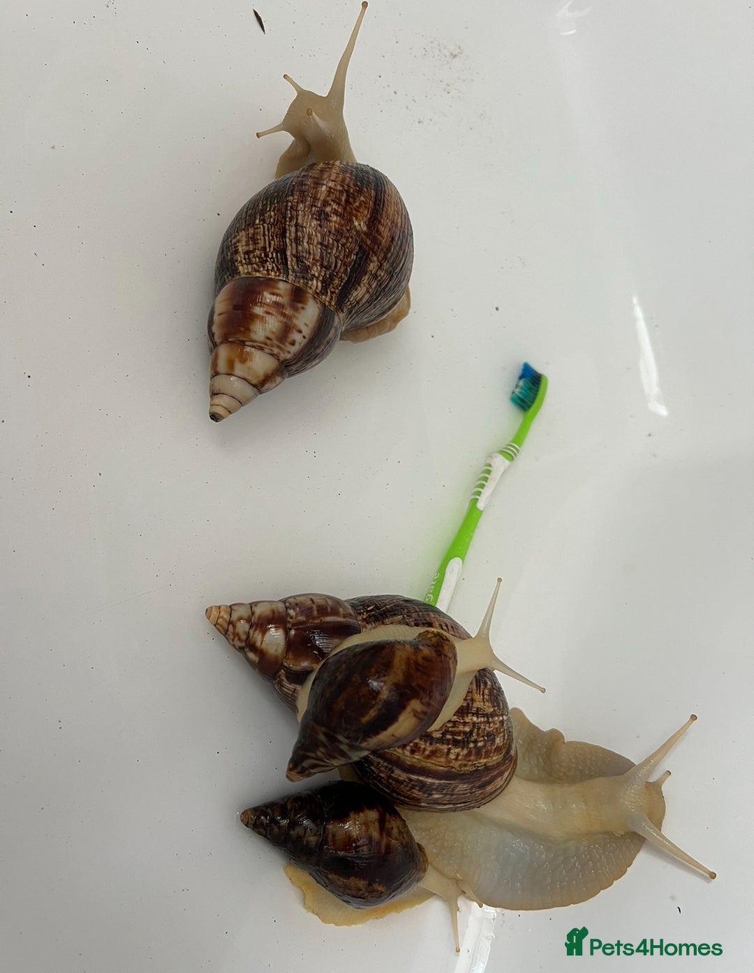 Snails invertebrates for sale: Giant African land snails  - Image 2