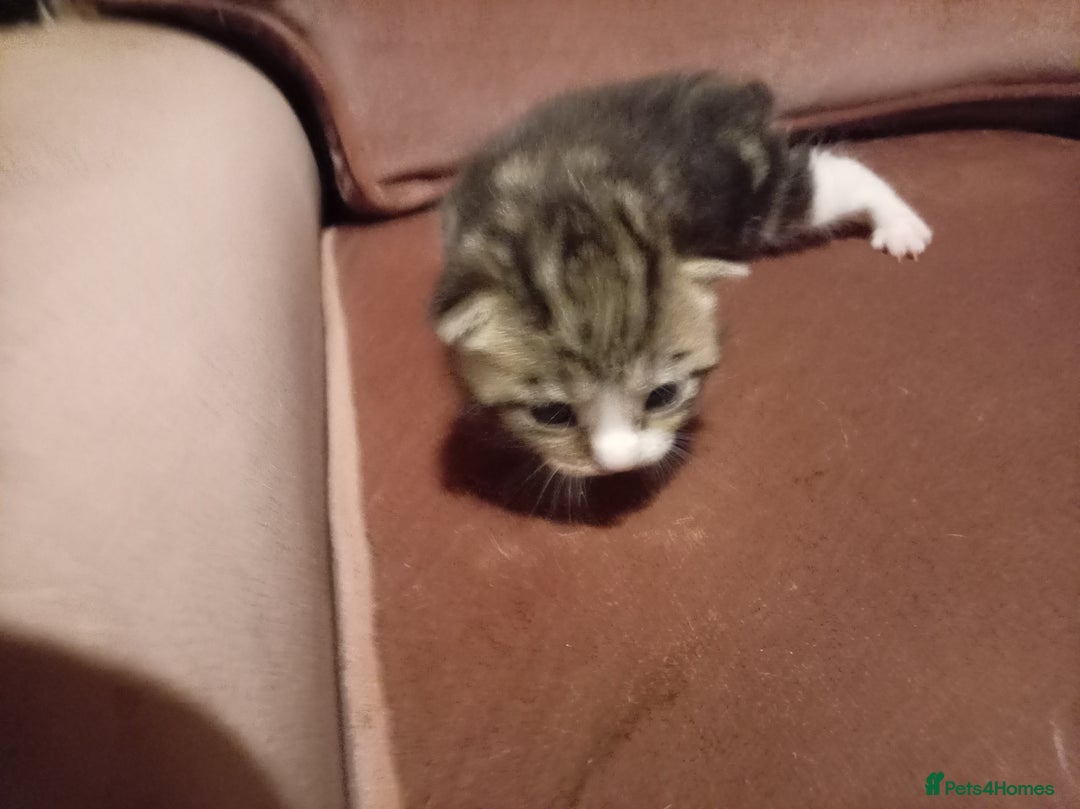 Mixed Breed cats for sale: Four mixed breed British short kittens - Image 30