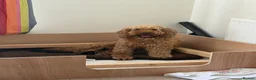 Mixed Breed dogs for sale: Beautiful double doodle puppies in Tredegar - Advert 10