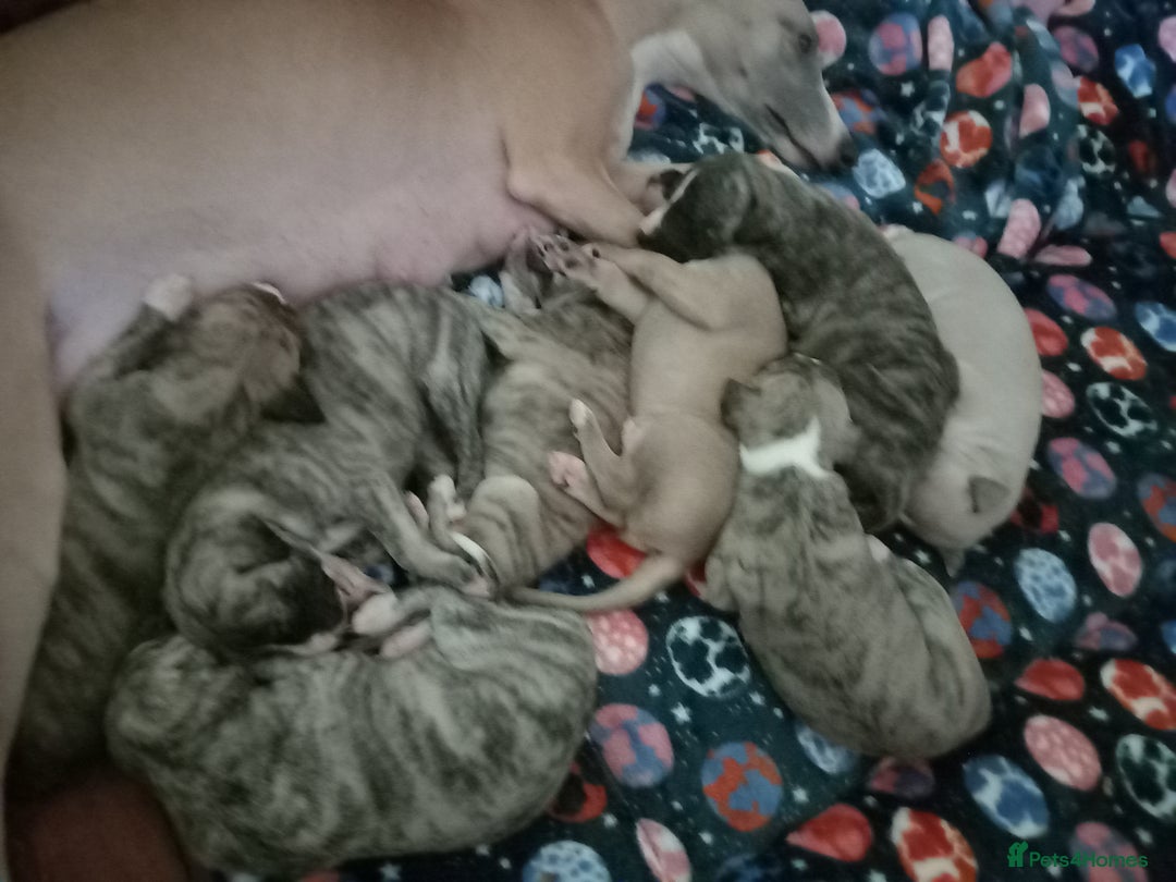 Whippet dogs for sale: Top Class Whippet Puppies - Image 17