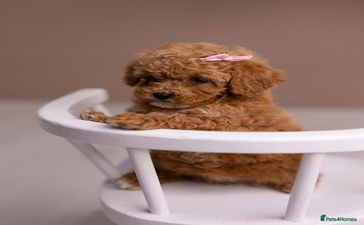 Poochon dogs - Advert 1