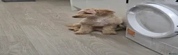 Cockapoo dogs for sale: Cockapoo girl 10 months old - Advert 2