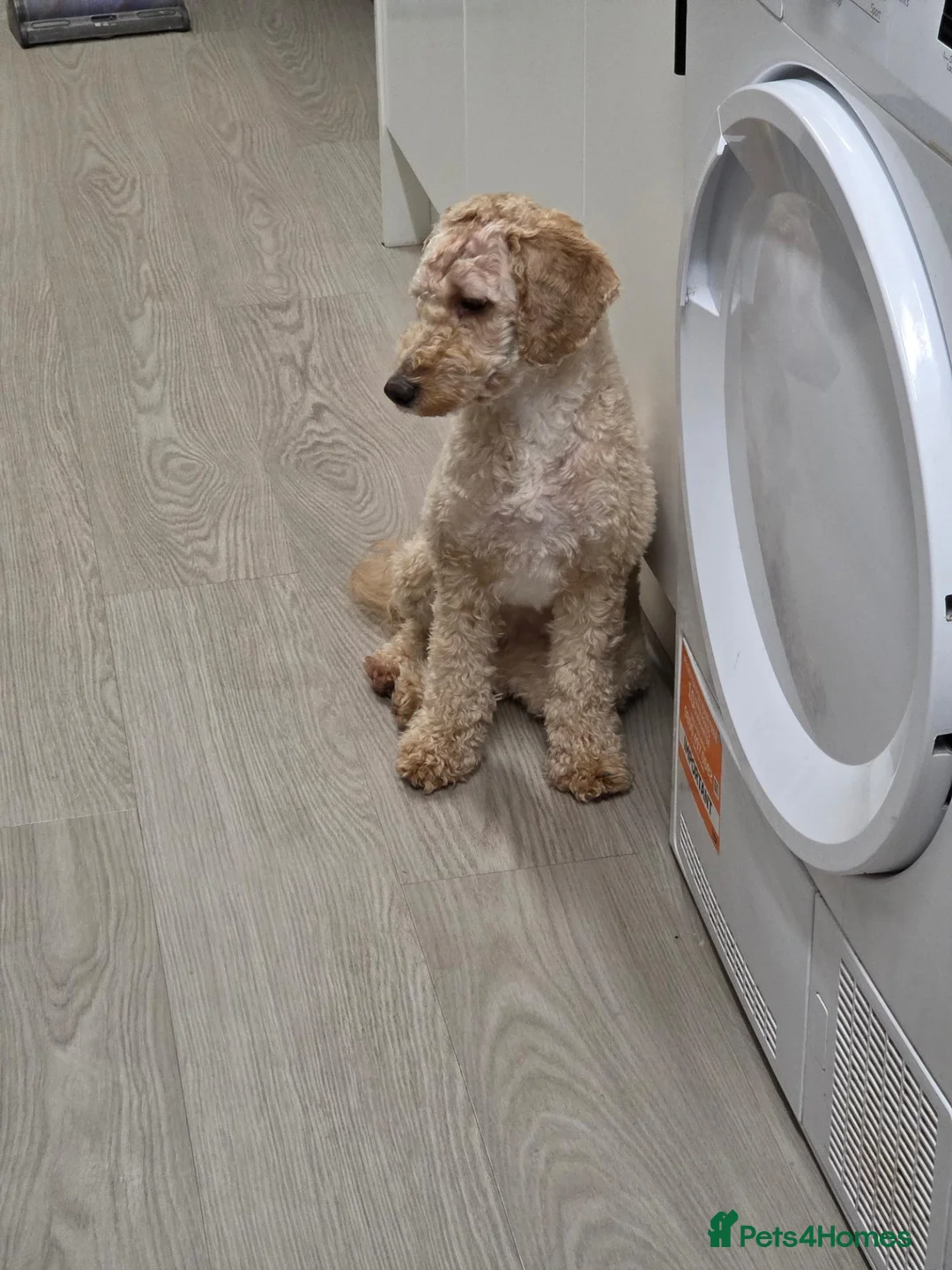 Cockapoo dogs for sale: Cockapoo girl 10 months old - Advert 2