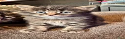 Mixed Breed cats for sale: Stunning kittens 🐈‍⬛ - Advert 19