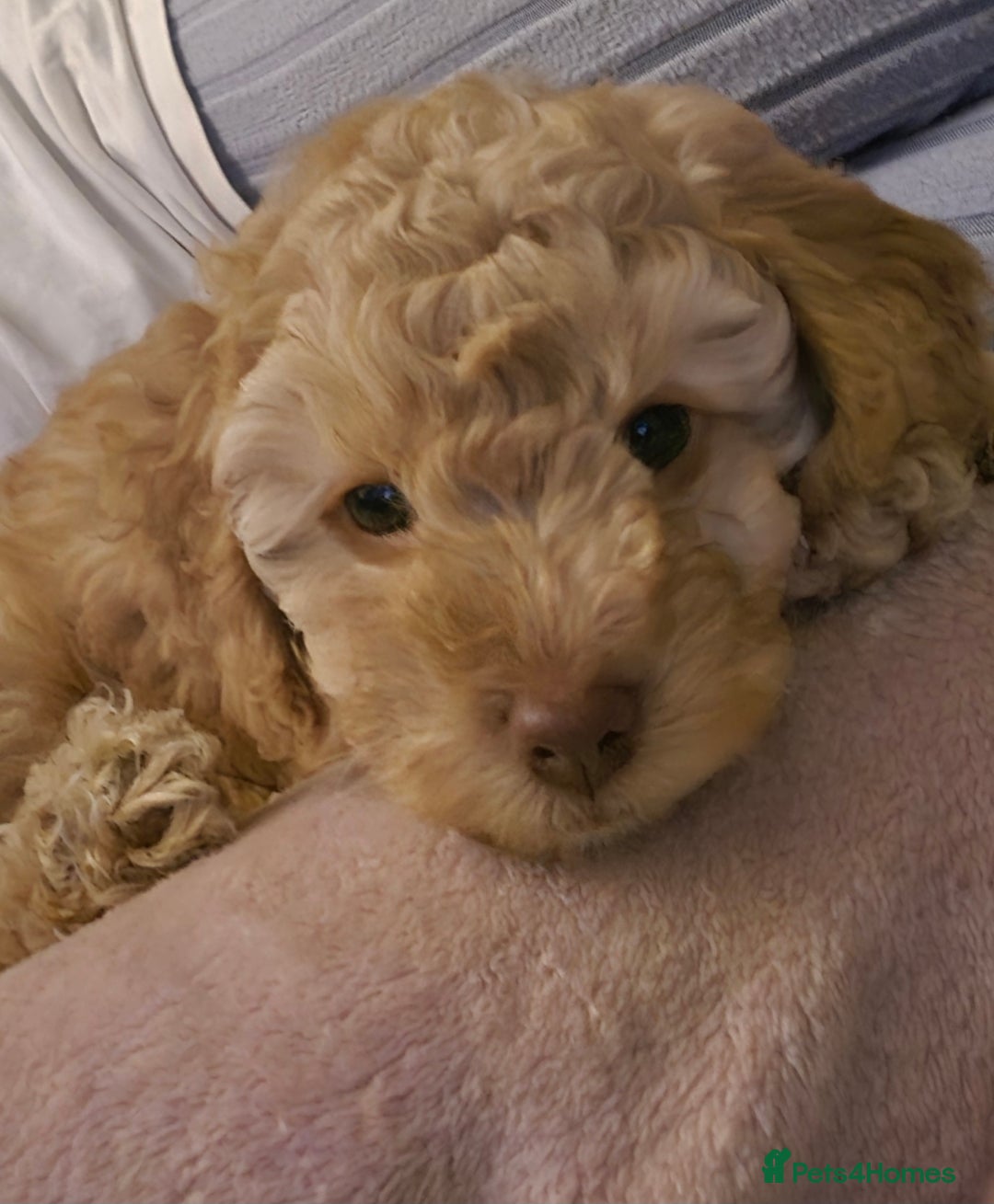 Cockapoo dogs for sale: Cockapoo puppies FB1 miniature poodle X Cockapoo  - Advert 9