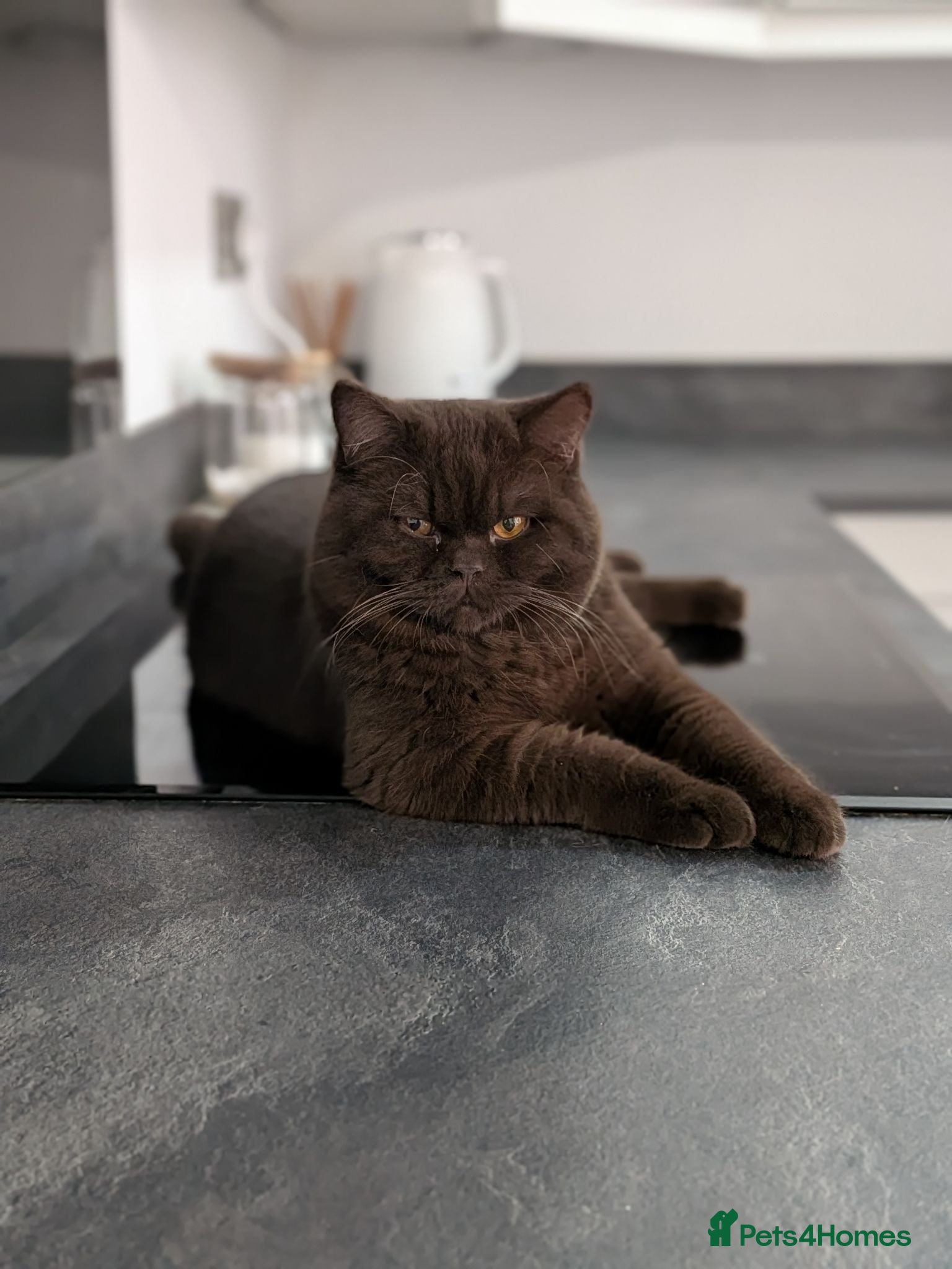 British Shorthair cats Champion Chocolate British Shorthair GCCF - Advert 1