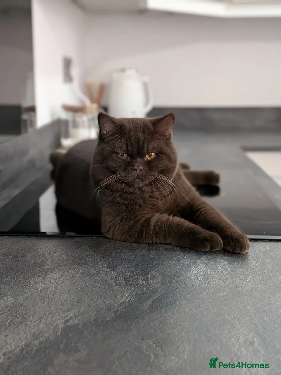 British Shorthair cats for stud: Champion Chocolate British Shorthair GCCF - Advert 1