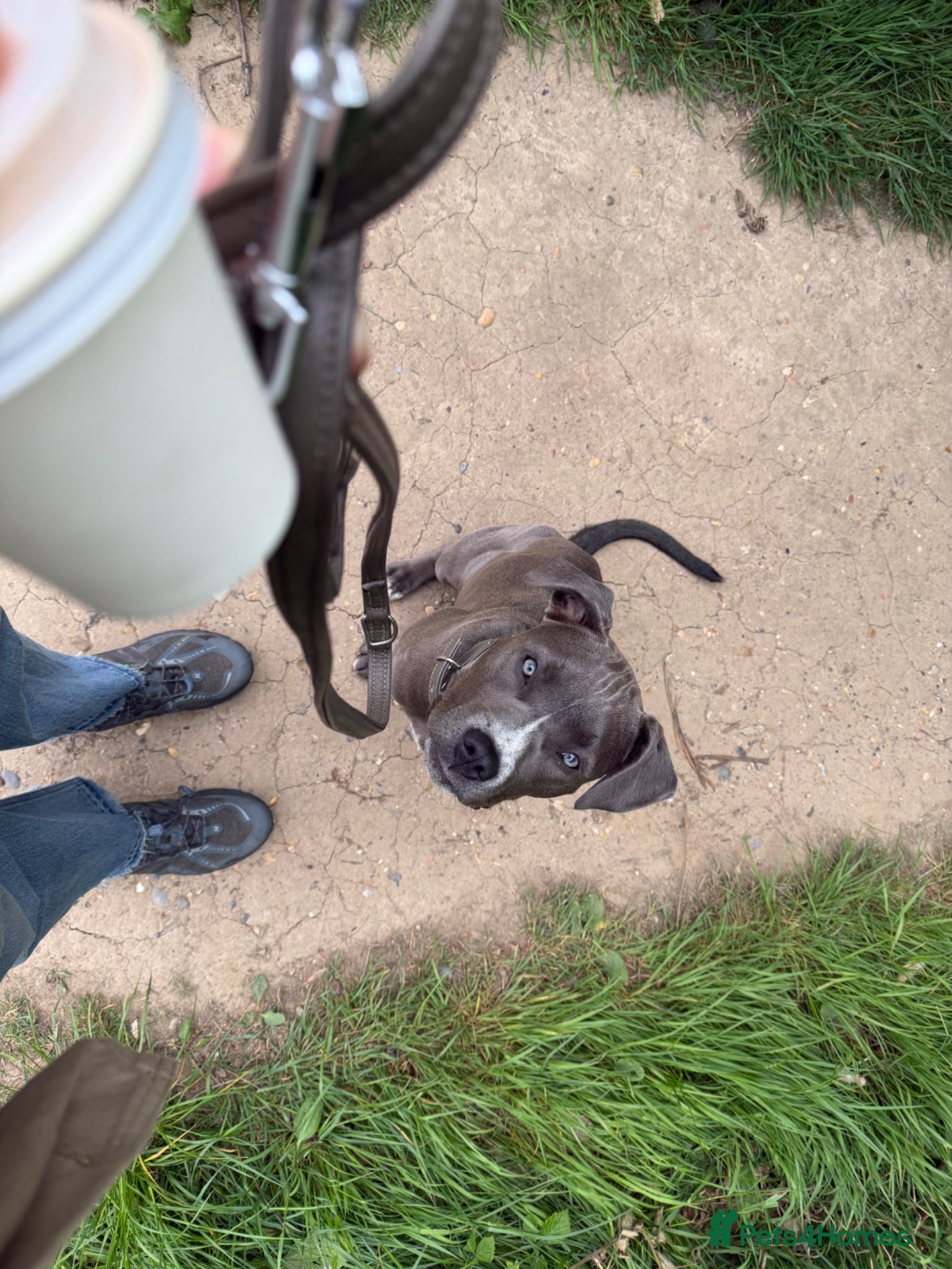 American Bull Staffy dogs for sale: Uma - staffy mix in London - Advert 11
