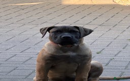 Presa Canario dogs for sale: Only 5 Star Home  - Image 2