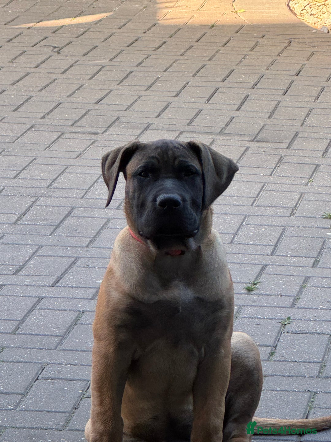 Presa Canario dogs for sale: Only 5 Star Home  - Image 2