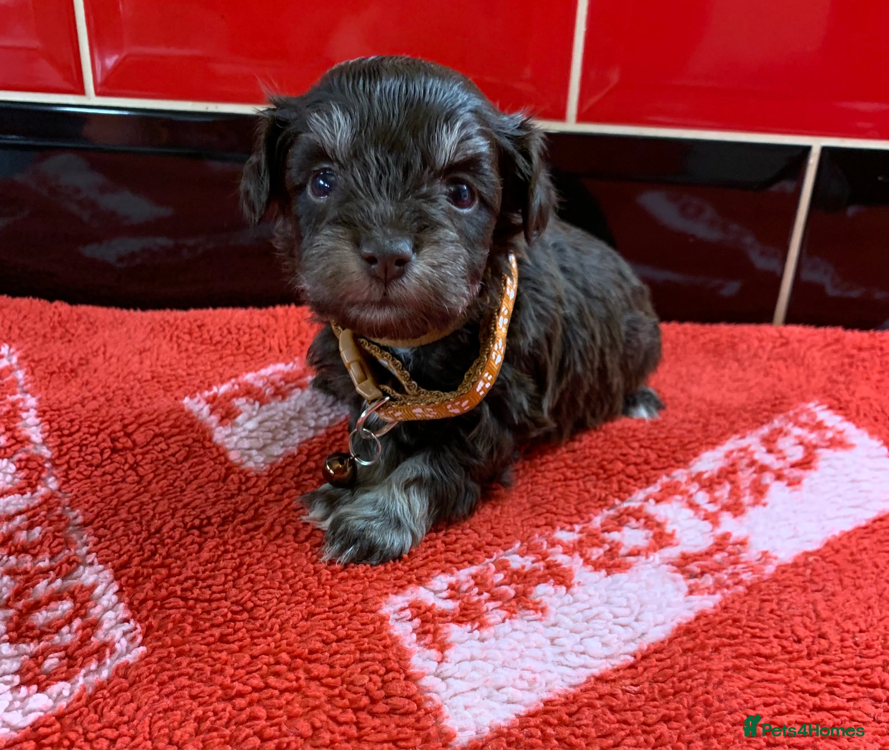 Miniature Schnauzer dogs 5* LICENSED KC MINI/TOY CHOCOLATE SCHNAUZERS 1 - Advert 2