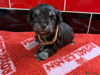 Miniature Schnauzer dogs 5* LICENSED KC MINI/TOY CHOCOLATE SCHNAUZERS 1 - Advert 1