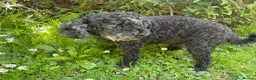 Toy Poodle dogs for sale: DOCILE CUTIE FOR SALE - Advert 5