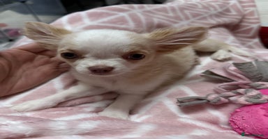 Chihuahua dogs - Advert 2