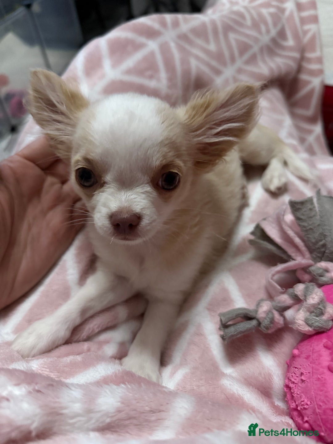 Chihuahua dogs for sale: Exquisite KC Apple Chihuahua Puppies - 1 left  - Image 16