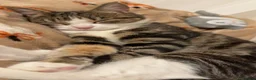 Domestic Shorthair cats for sale: Biscuit - Female Cat for Rehoming (4 years old)   - Advert 3