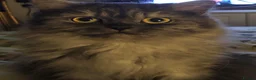 Persian cats for sale: READY TO LEAVE - Female Persian Kitten  - Advert 5