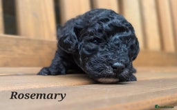 Cavapoo dogs for sale: Miniature cavapoo f1bb puppies - Image 19