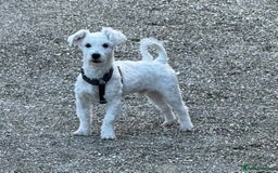 Coton De Tulear dogs for sale: Coton de tulear boy  - Image 1