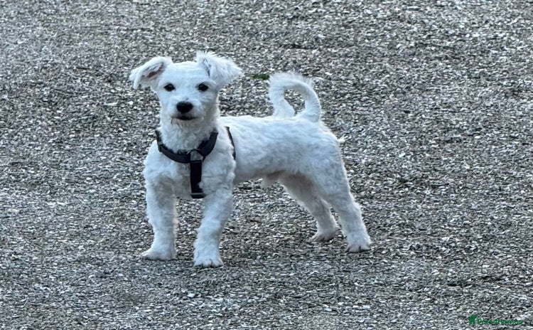 Coton De Tulear dogs - Advert 1