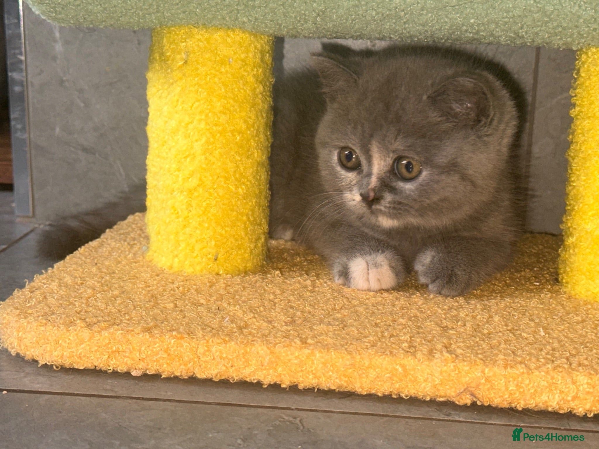 British Shorthair cats GCCF REGISTERED BRITISH SHORTHAIRS  - Advert 1