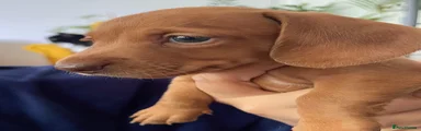 Copper Dapple