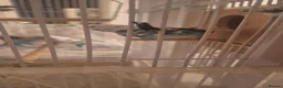 Budgerigars birds for sale: 4 Breeding pair of budgies and chicks in London - Advert 19