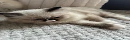 Ragdoll cats for sale: TICA REGISTERED RAGDOLL KITTENS  - Advert 13