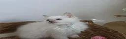 Ragdoll cats for sale: GCCF REGISTERED PEDIGREE RAGDOLL KITTENS  - Advert 13