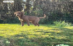 Mixed Breed dogs for sale: Cane Corso x Neapolitan Mastiff girl in Holsworthy - Image 2