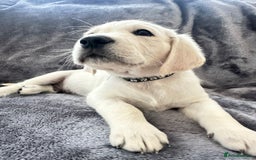 Golden Retriever dogs for sale: KC REGISTERED GOLDEN RETRIEVER PUPS - Image 1