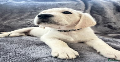 Golden Retriever dogs - Advert 3