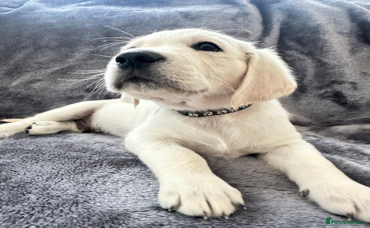 Golden Retriever dogs - Advert 2
