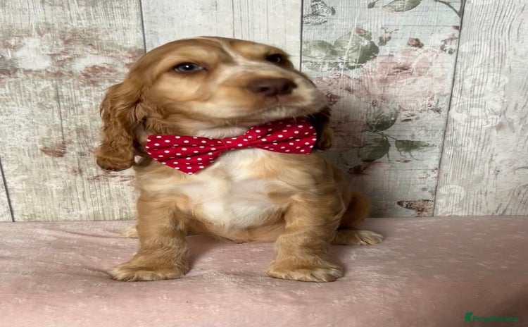 Cocker Spaniel dogs - Advert 15
