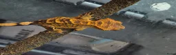 Gecko reptiles for sale: Crested & leopard gecko babies - Advert 6