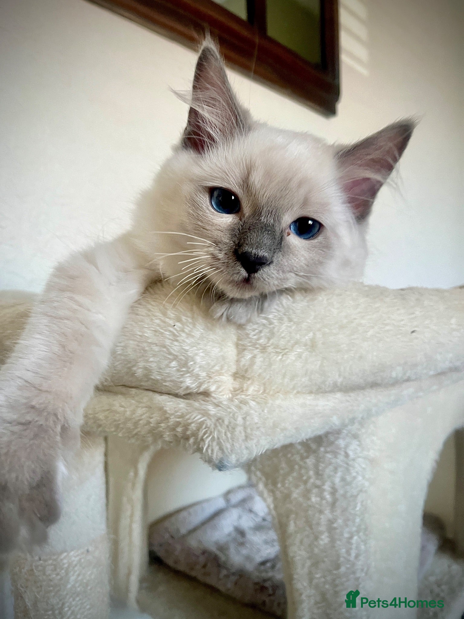 Ragdoll cats GCCF Registered Ragdoll Kittens  - Advert 1